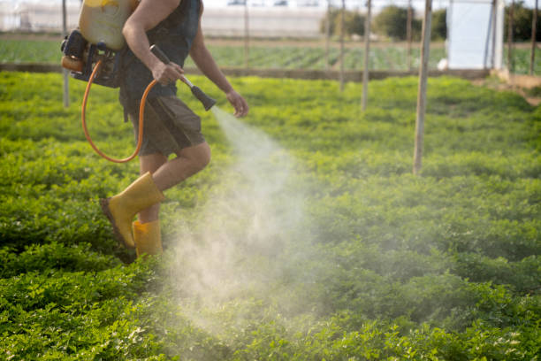 Wasp Removal Services in Macon, MO