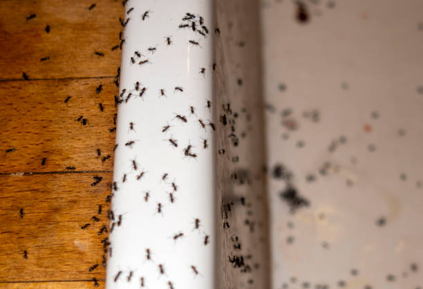 Best Pest Control Near Me  in Macon, MO